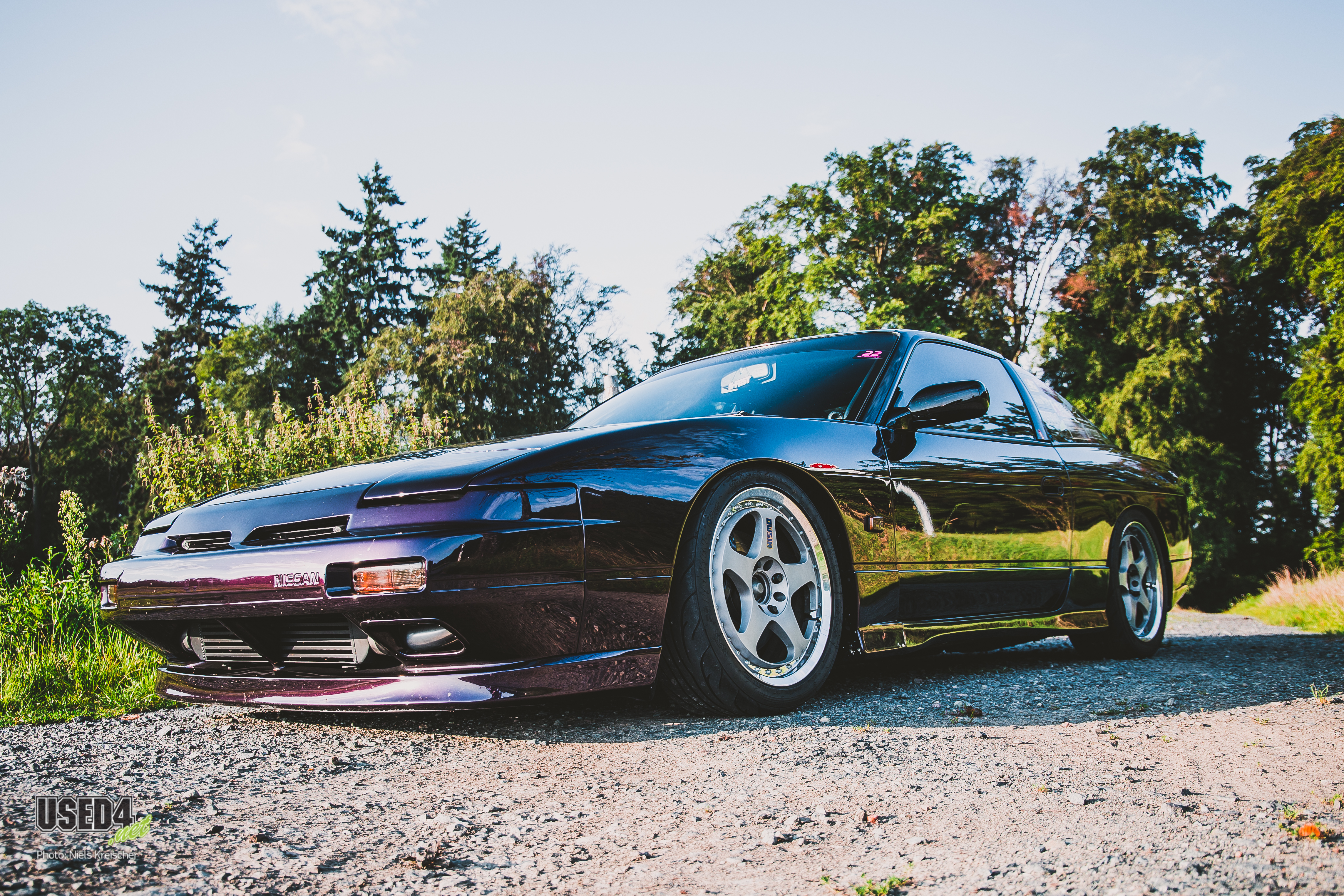 A Morning in the Woods [4k]